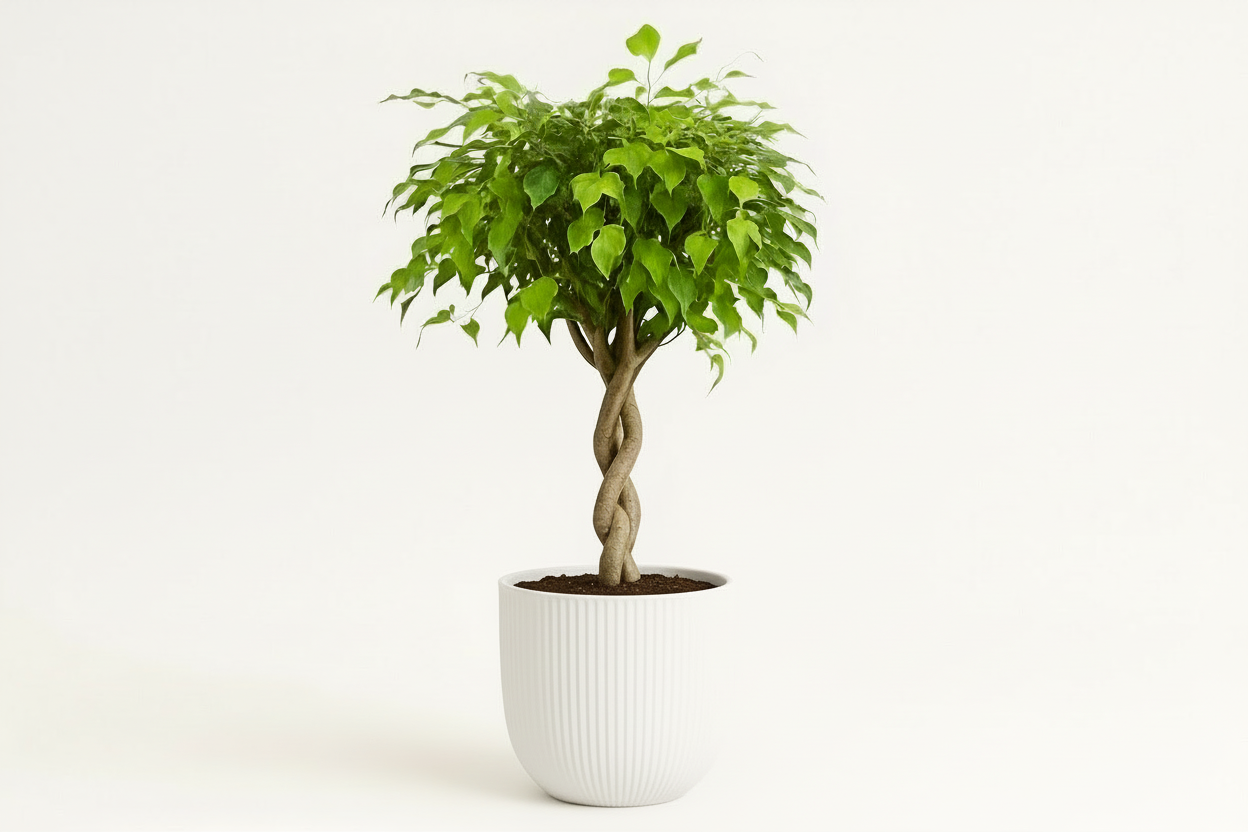 Ficus exotica