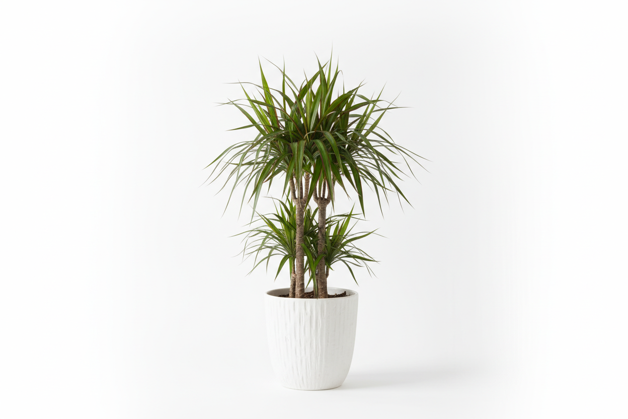 generarte the green type of the plant dracena magenta ont he clean backgorund as on the toher product pages ont he livign roots store . in a beautiful white pot. the syze of the image should be 1536x 1024