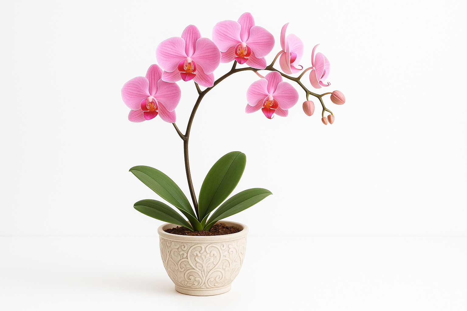Orchid Pink with pot and wight backgroung